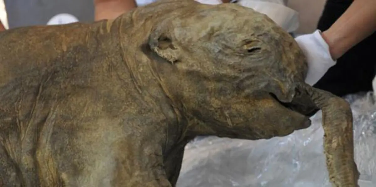 الإنسان الأول أقام بالمنطقة القطبية قبل 45 ألف عام