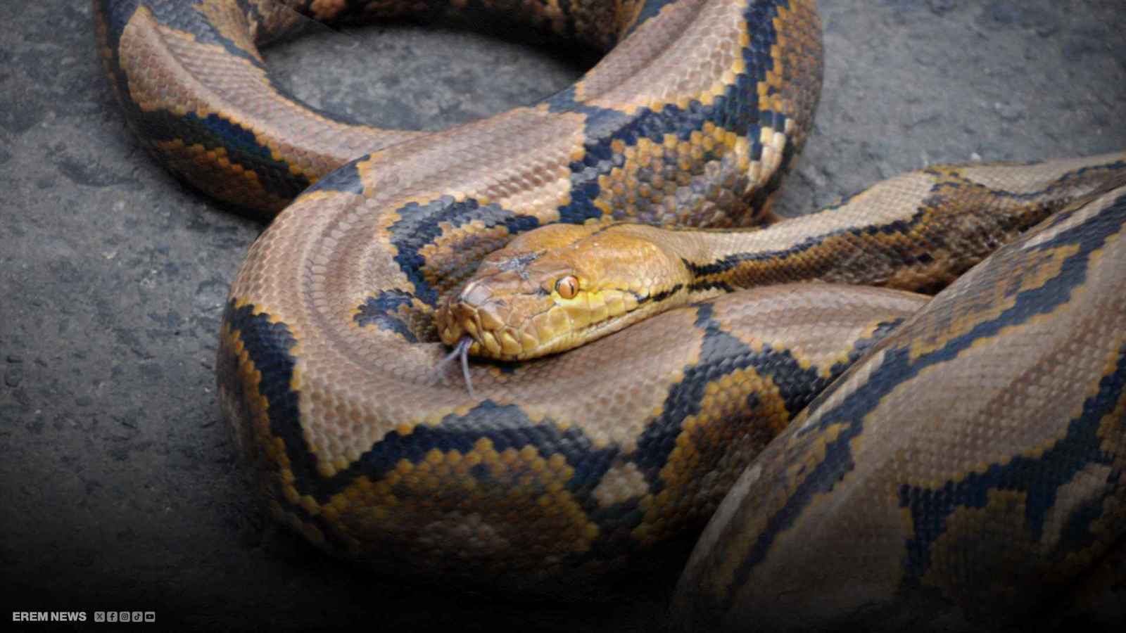 ثعبان يسحق مزارعا بإندونيسيا 