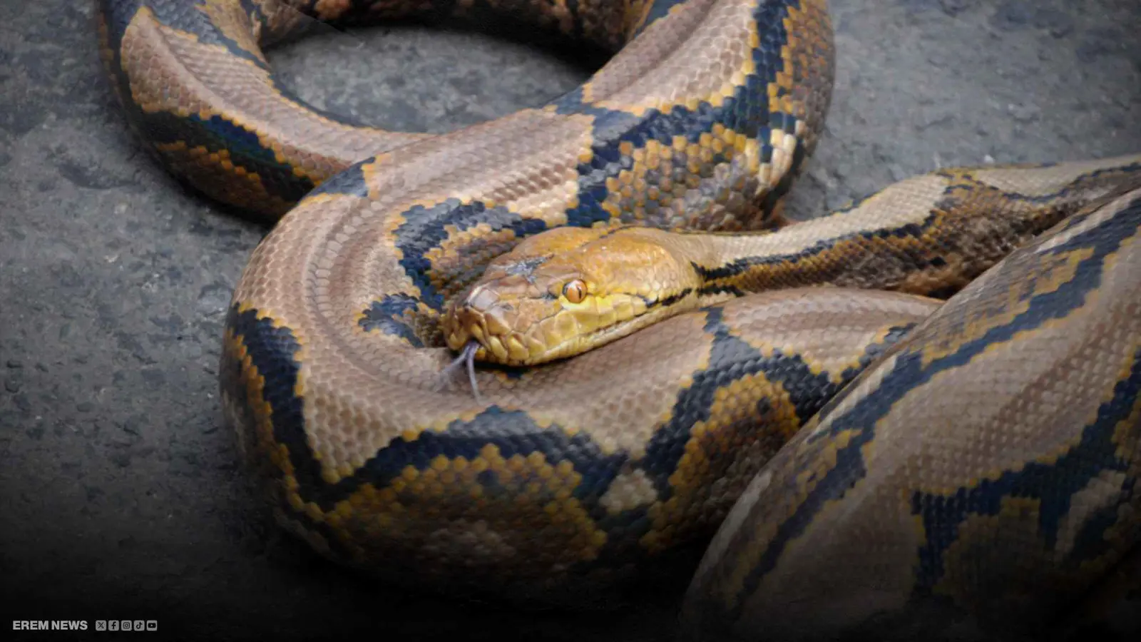 ثعبان يسحق مزارعا بإندونيسيا