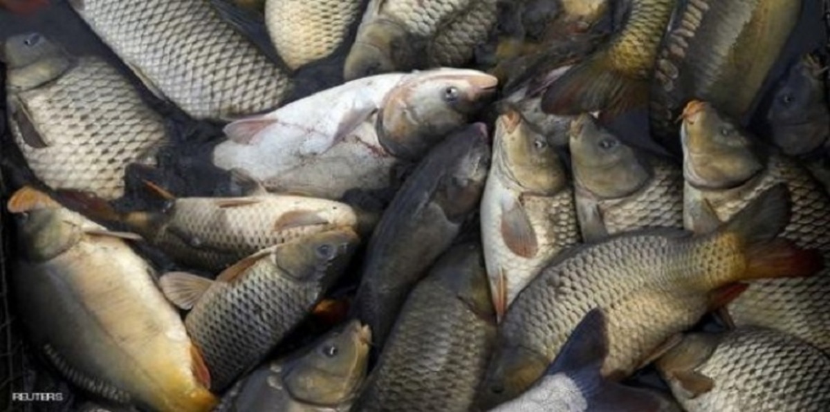 "خلوها تعفن".. حملة مصرية لمواجهة ارتفاع أسعار الأسماك وسط تأييد شعبي