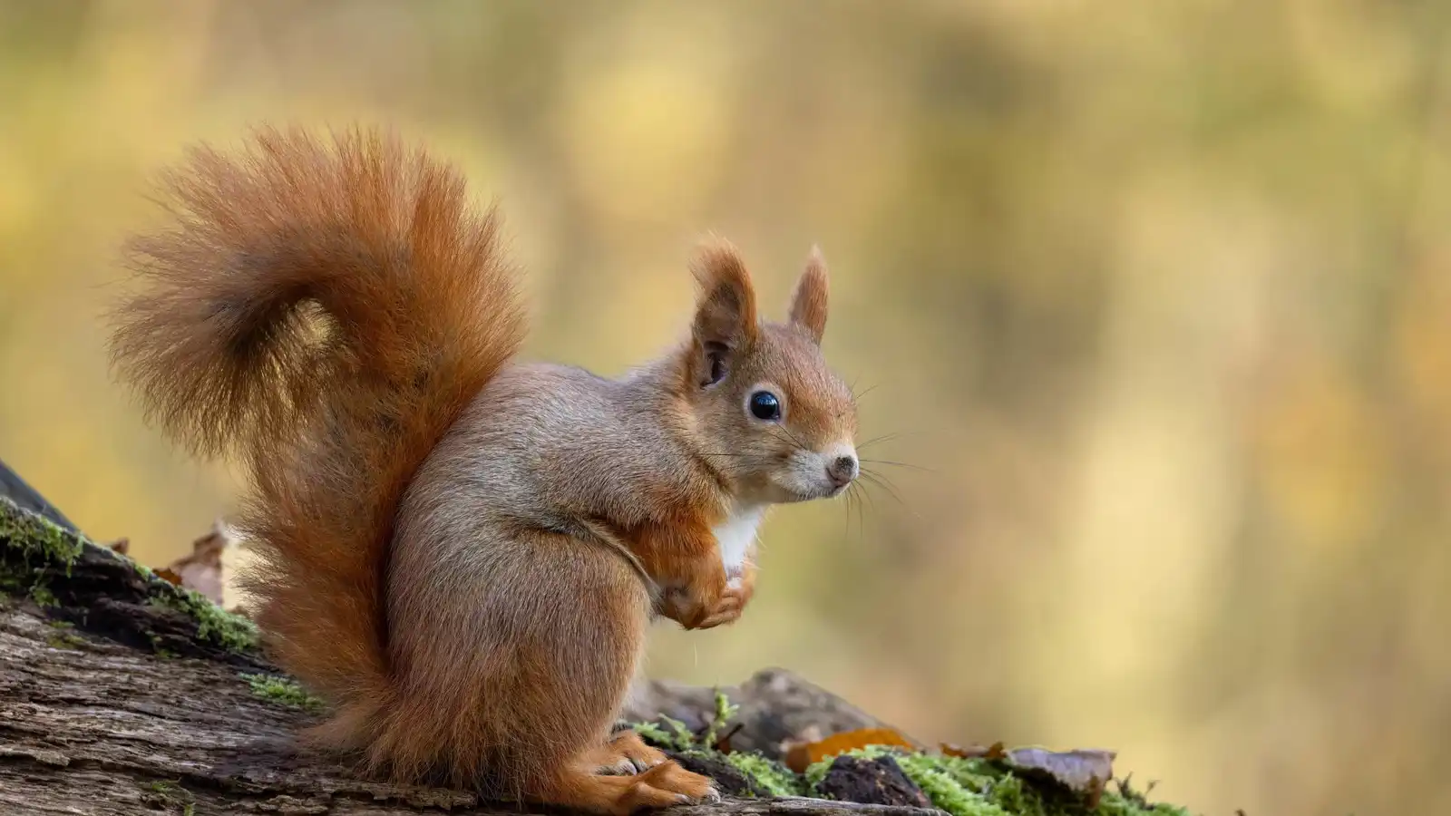 بقروح وأورام جلدية.. "وباء السناجب" يثير الرعب في أمريكا (صور)