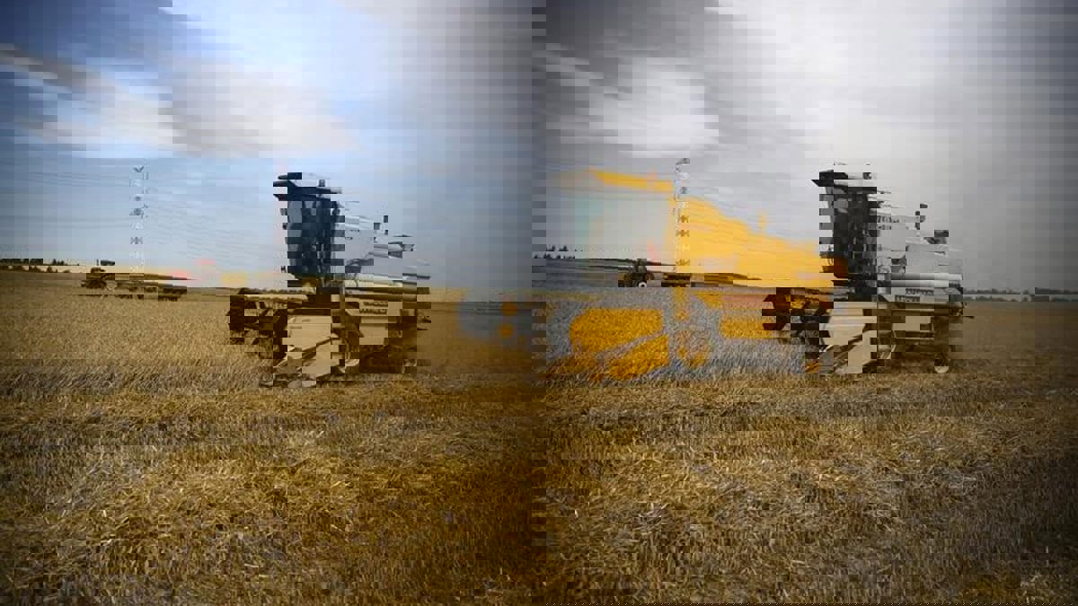 مصر تحظر بيع القمح المحلي لجهات غير حكومية حتى نهاية أغسطس