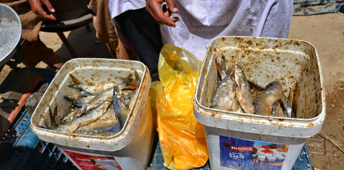 60 مليون دولار أنفقها المصريون على الفسيخ في شم النسيم