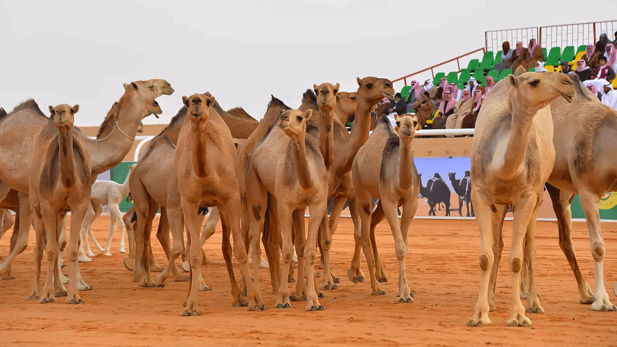 السعودية.. استبعاد قطيع إبل من مسابقة للمزايين بسبب "نفخ شفاهها"