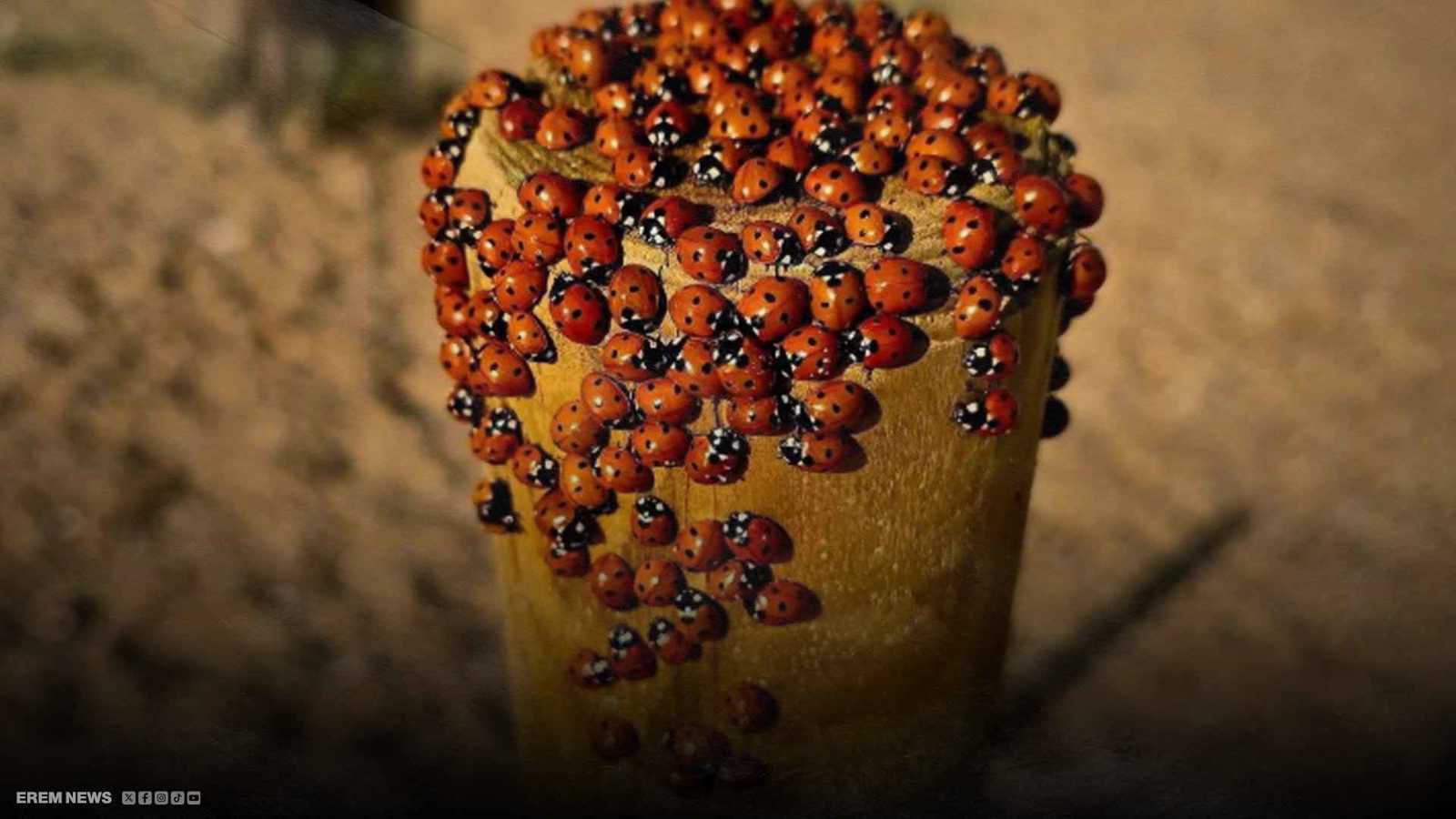 بريطانيا تحت غزو الخنافس.. أسراب مرعبة تجتاح المدن