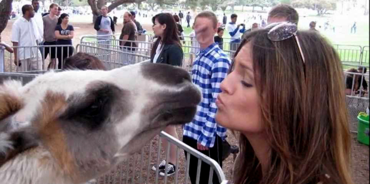 مفتي مصر: 7 ولايات أمريكية تشهد ممارسات جنسية مع الحيوانات