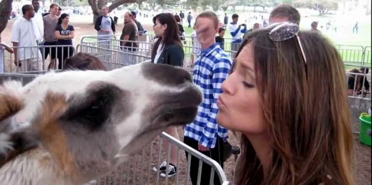 مفتي مصر: 7 ولايات أمريكية تشهد ممارسات جنسية مع الحيوانات