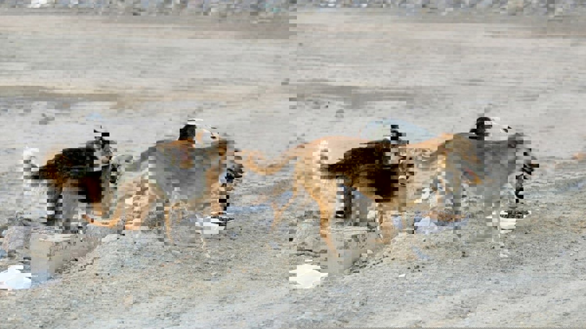 نهشت جسده بأكمله.. نجاة سعودي بأعجوبة من هجوم كلاب ضالة