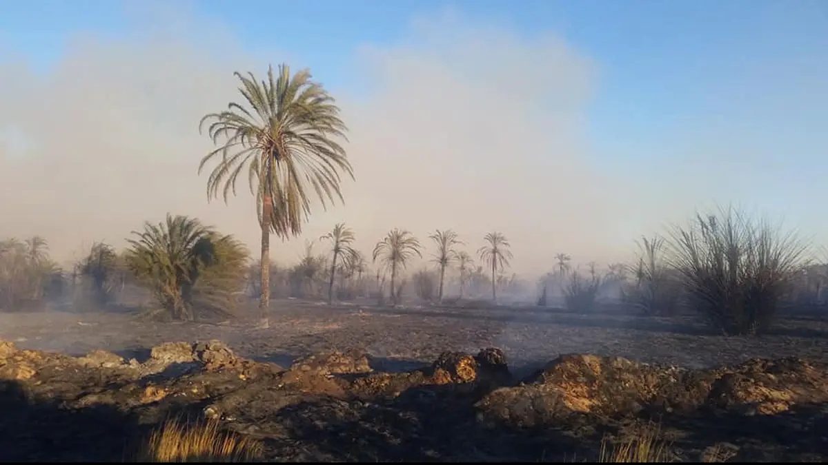 ليبيا.. حريق هائل يلتهم آلاف الأشجار في واحة "تازربو" ويقترب من المنازل (صور وفيديو)