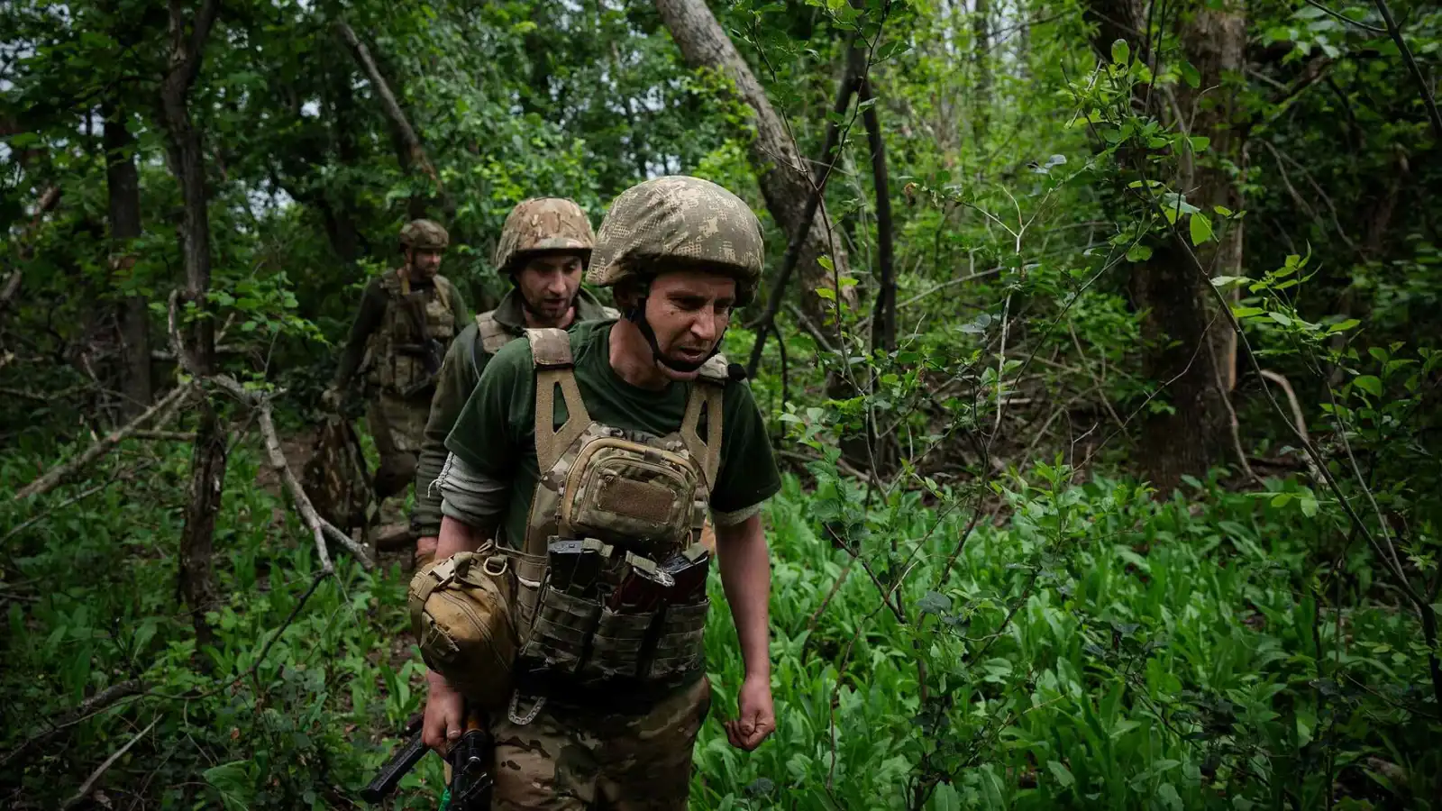 "موسم المكاسب".. الأشجار المورقة تحارب مع روسيا في أوكرانيا
