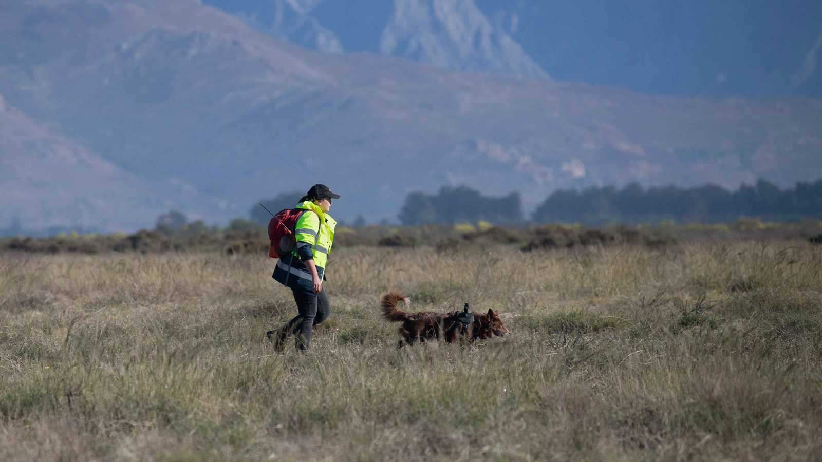 كلاب في مهمة بحث عن سلاحف "مهددة بالانقراض" (صور)