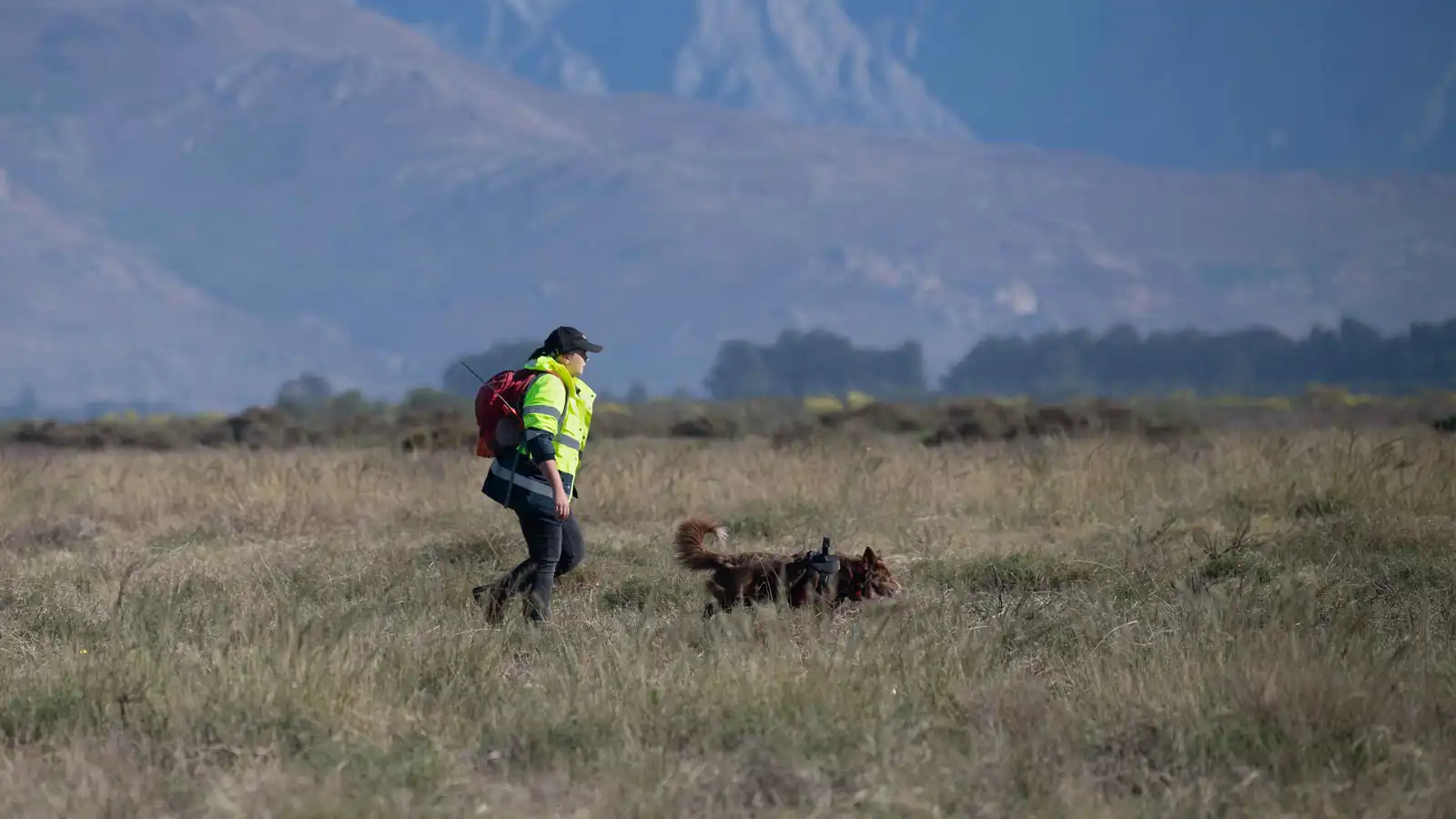 كلاب في مهمة بحث عن سلاحف "مهددة بالانقراض" (صور)