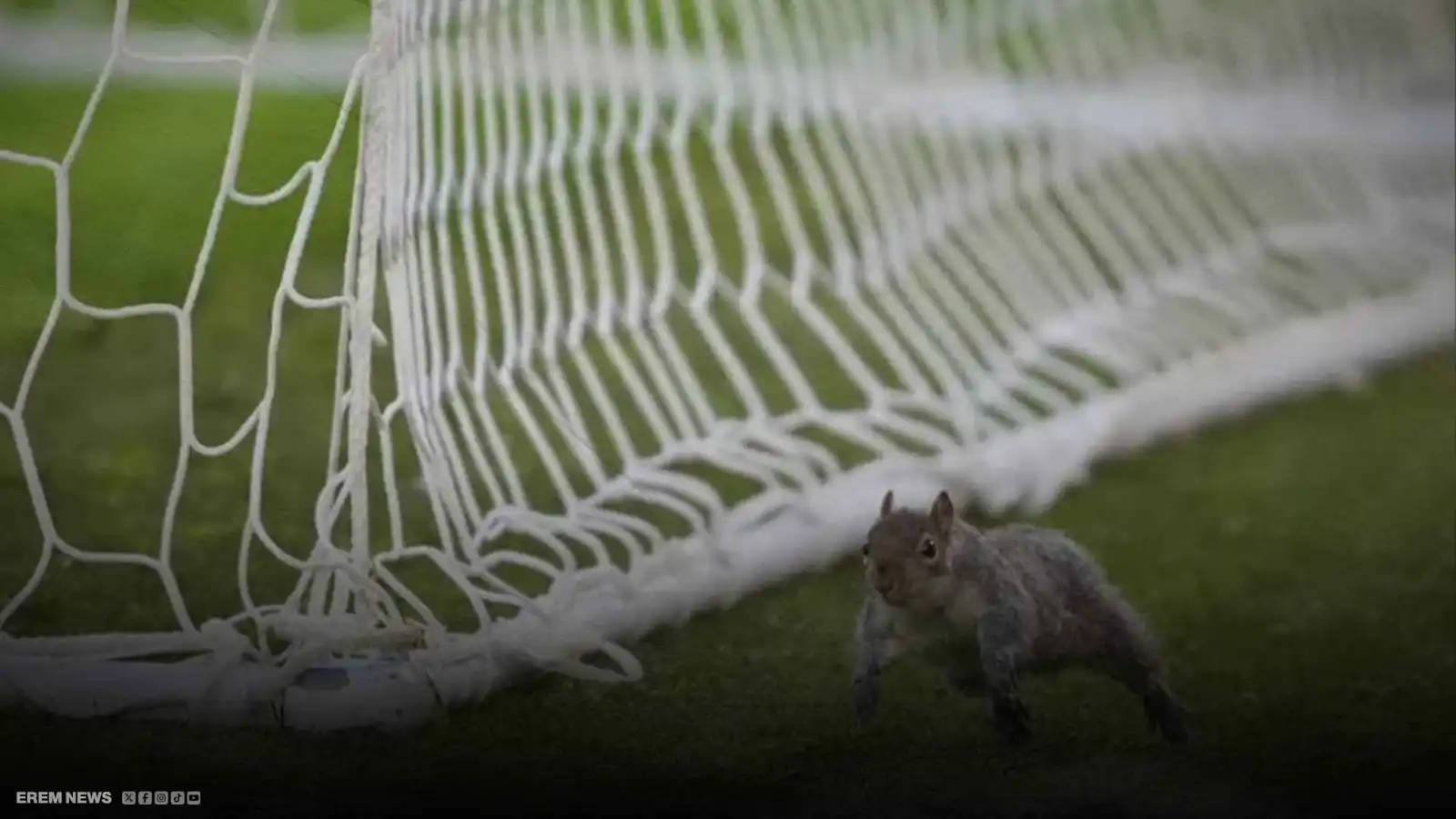 هدف عبثي يشعل المدرجات.. سنجاب يسرق الأضواء في  مباراة بالتشامبيونشيب