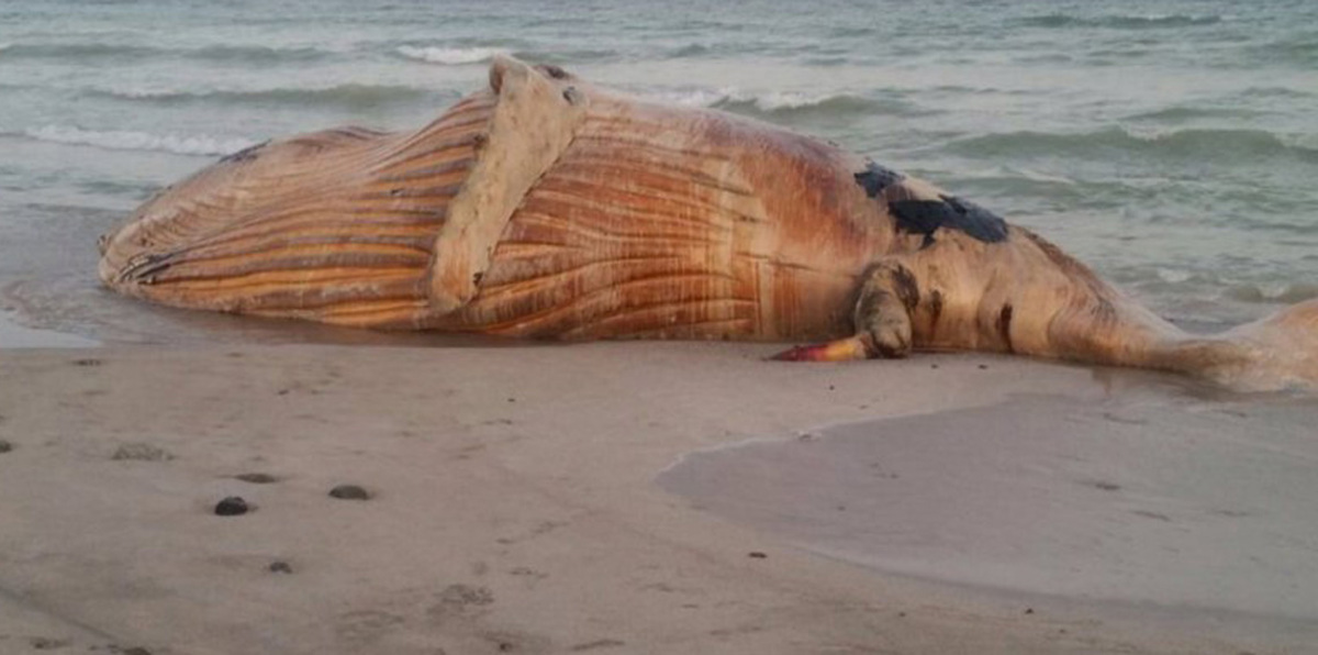 العثور على "حوت أحدب" نافق في جزيرة مصيرة العُمانية (صور)