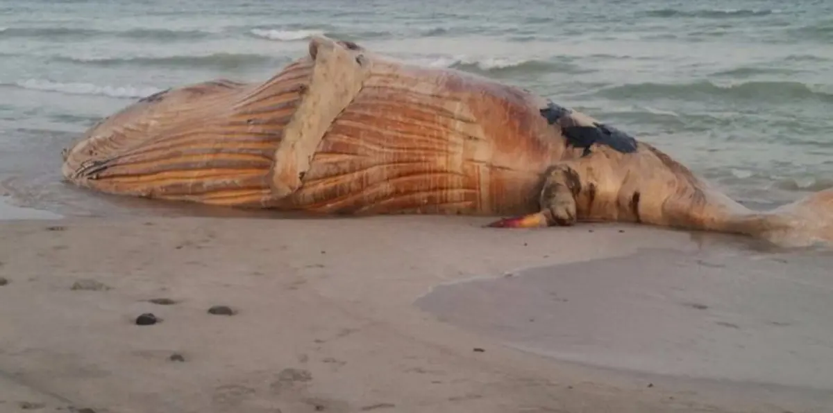 العثور على "حوت أحدب" نافق في جزيرة مصيرة العُمانية (صور)