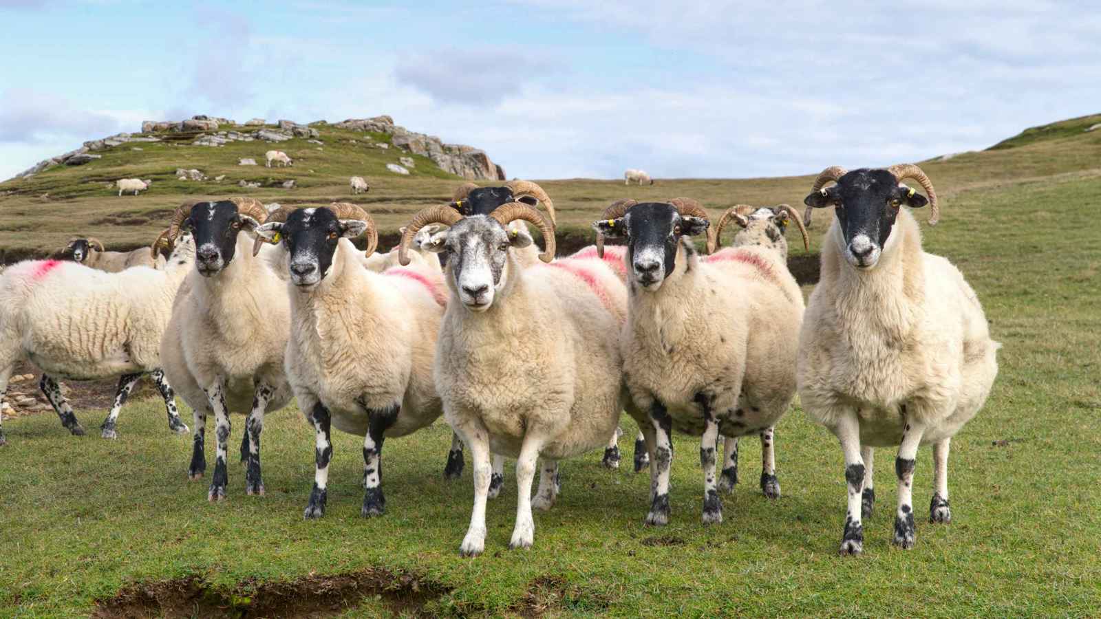 خسائر بقيمة 12 ألف دولار.. ذئاب مفترسة تقتل قطيع أغنام (صورة)