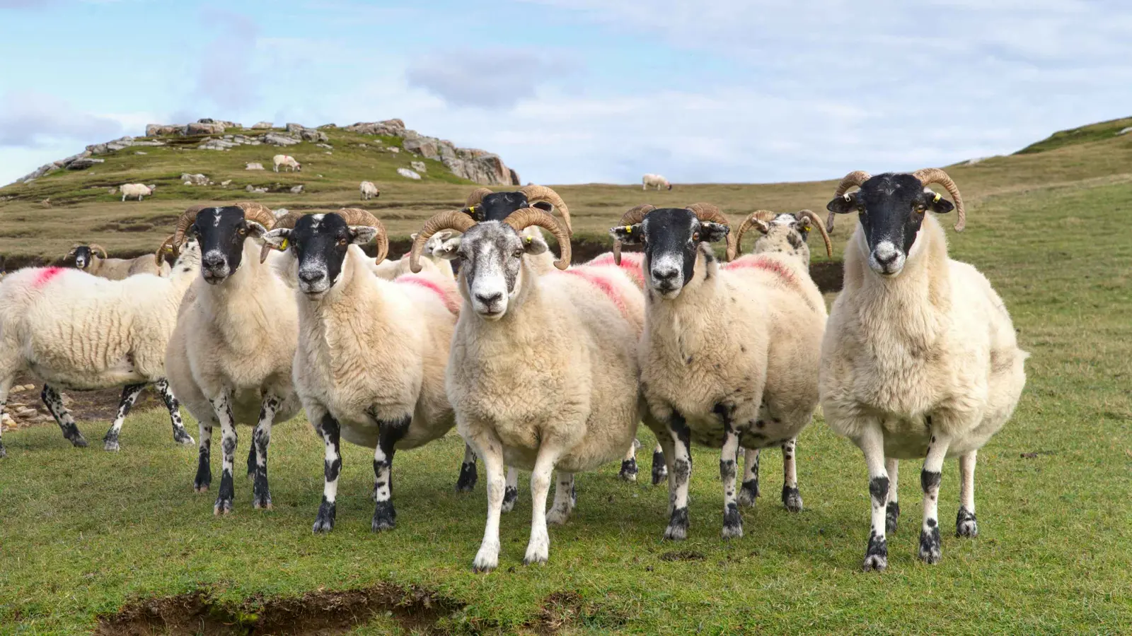 خسائر بقيمة 12 ألف دولار.. ذئاب مفترسة تقتل قطيع أغنام (صورة)