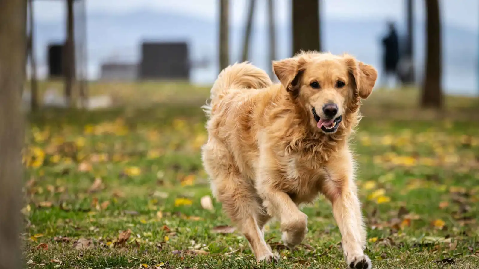 نصف مليون دولار "تعويض" بعد قتل شرطي لكلب أليف (فيديو)