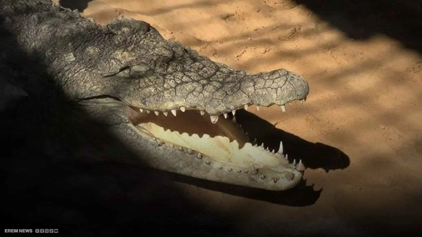 مشهد نادر في مصر.. تمساح يسير وسط السيارات