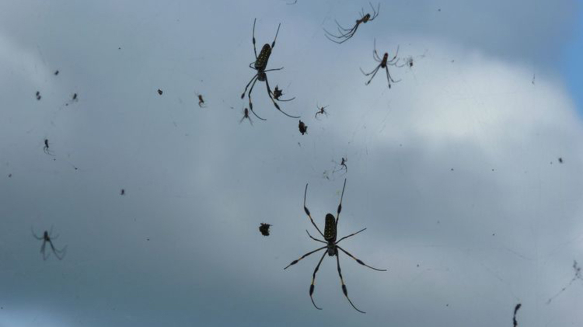 ملايين العناكب تمطر في مدينة أسترالية (فيديو)