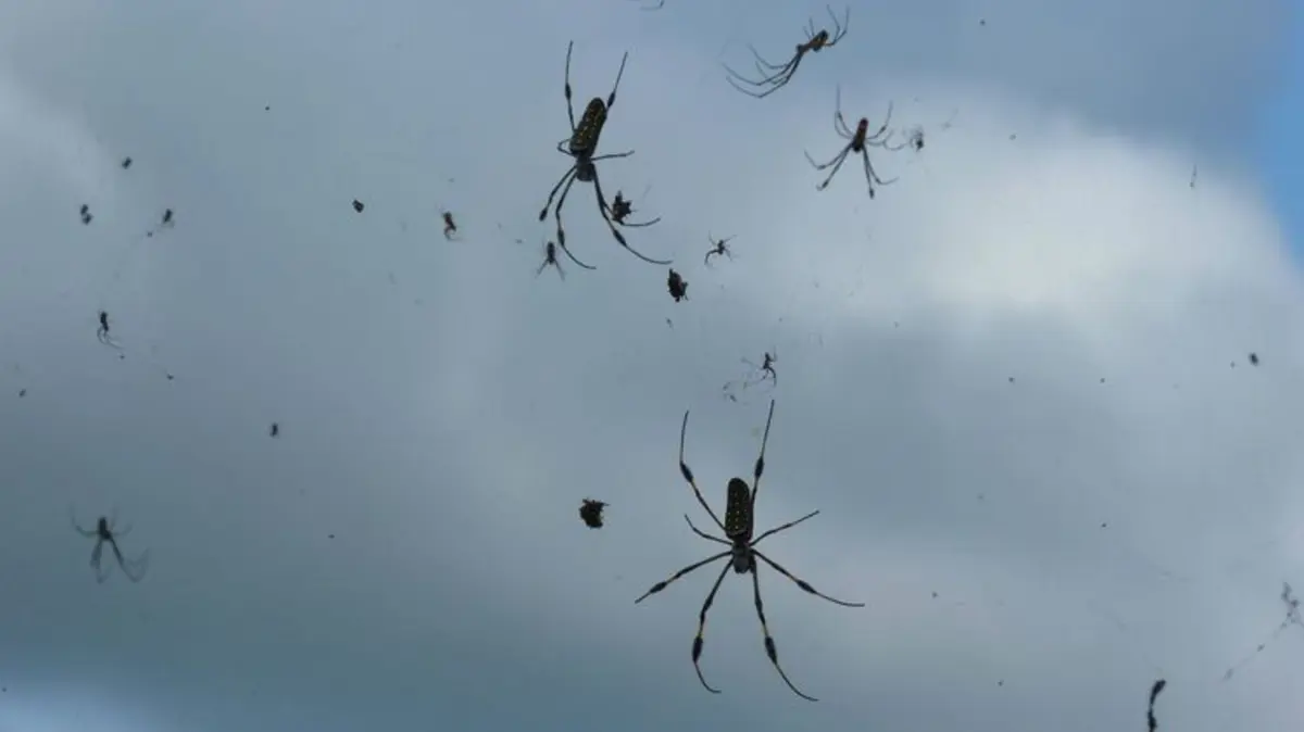 ملايين العناكب تمطر في مدينة أسترالية (فيديو)