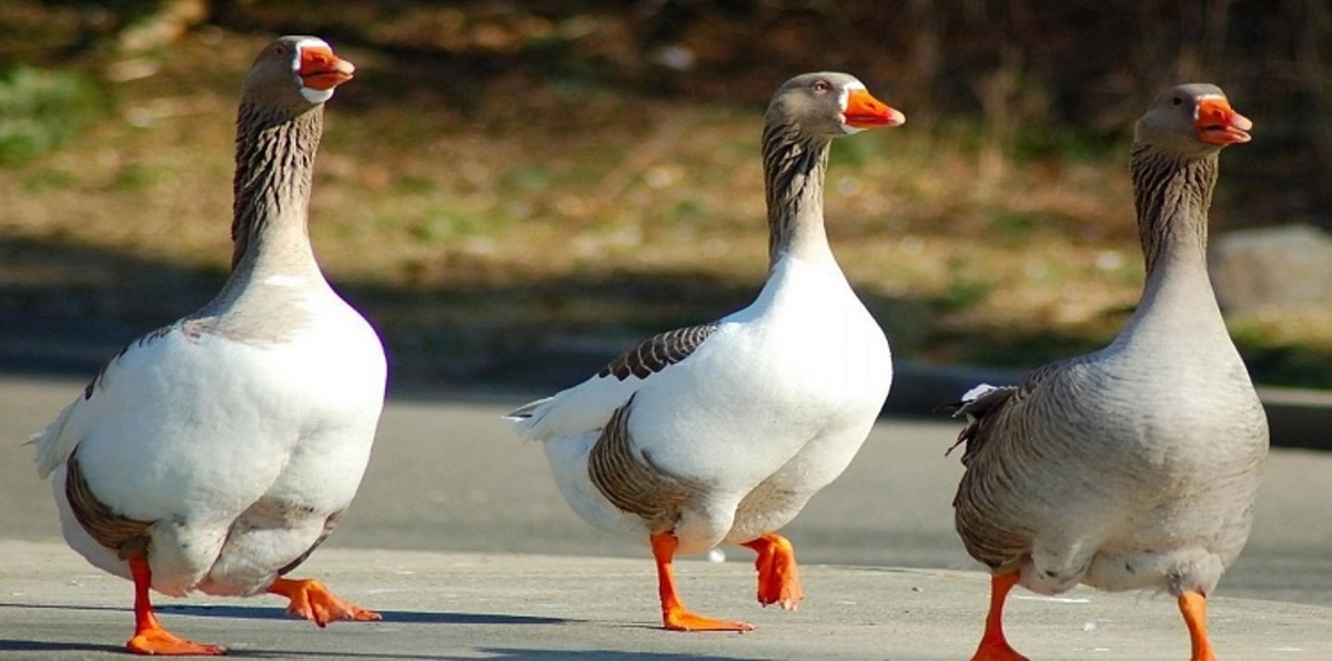 ألمانيا.. إغلاق مؤقت لطريق سكك حديدية بسبب عائلة إوز بري