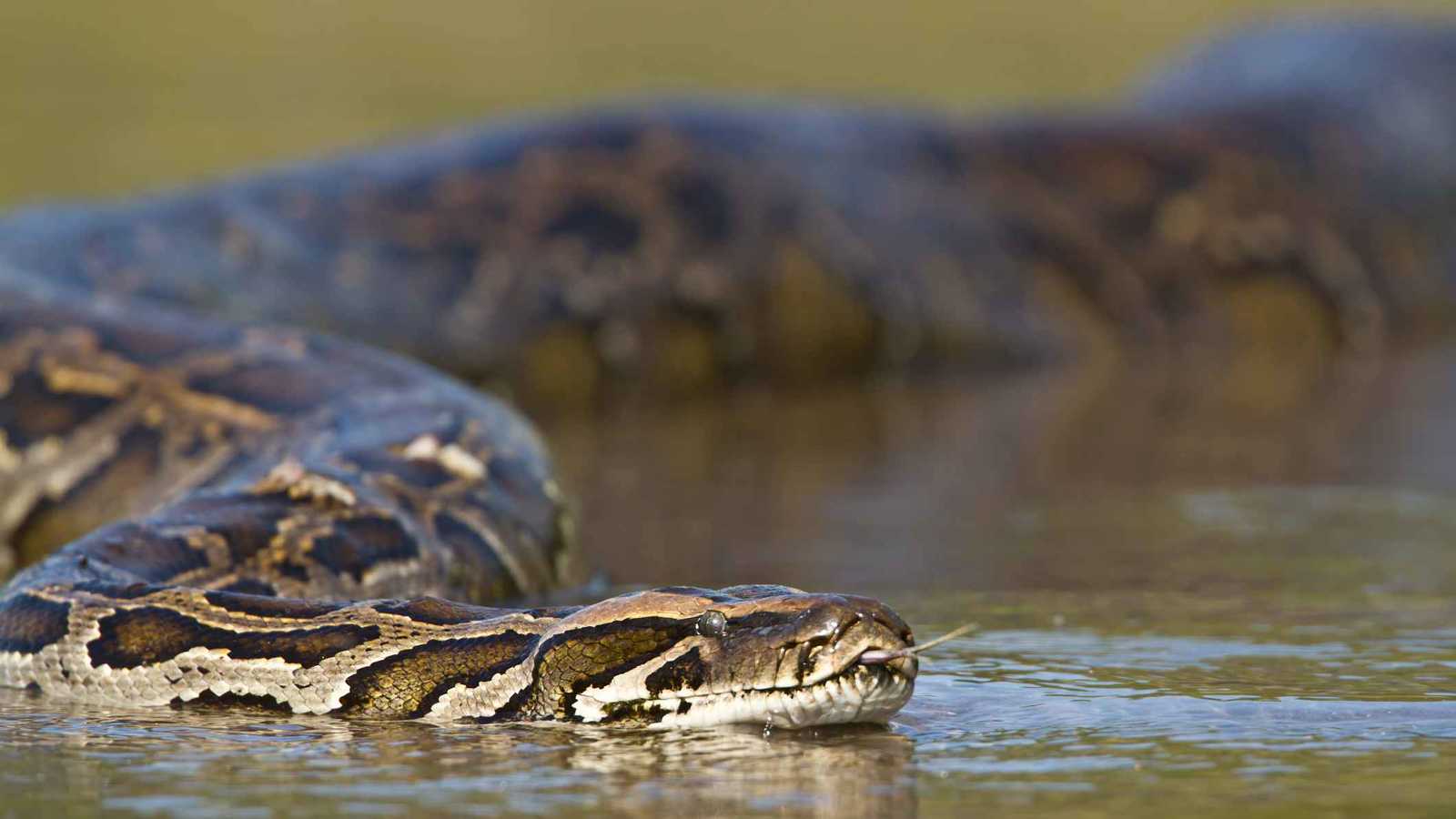 إخراج أفعى بطول 5 أمتار من مسبح مليء بالسياح في البرازيل (فيديو)