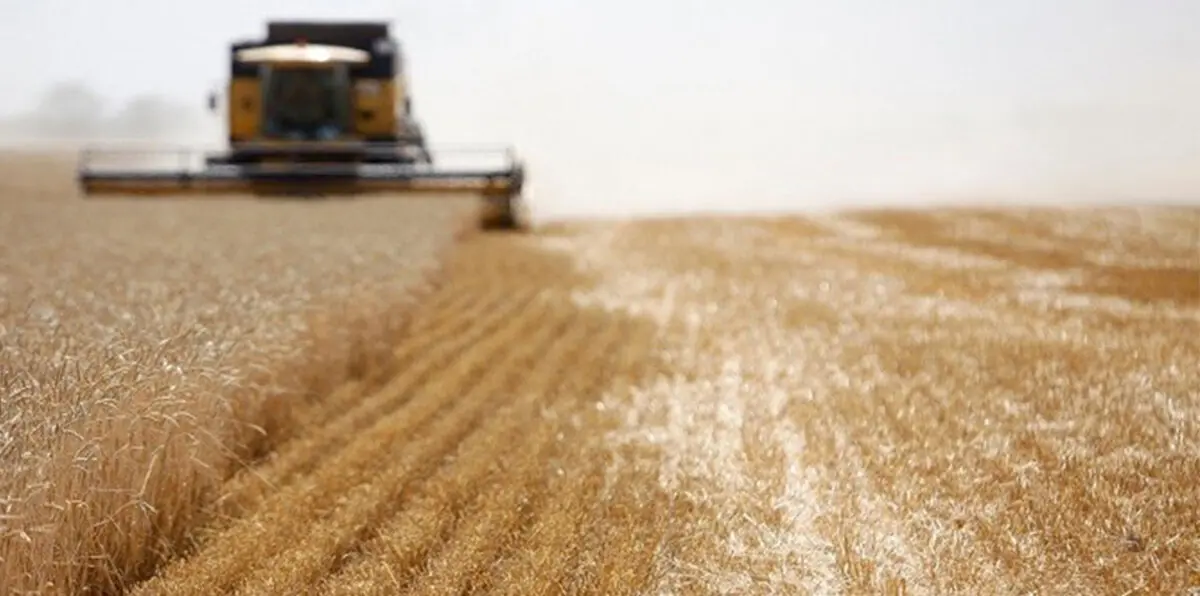 القضاء المصري يلزم الحكومة بوقف استيراد القمح الروسي