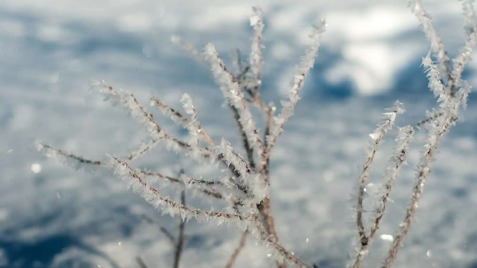 وزارة الزراعة السورية تحذر من موجة صقيع غير مسبوقة