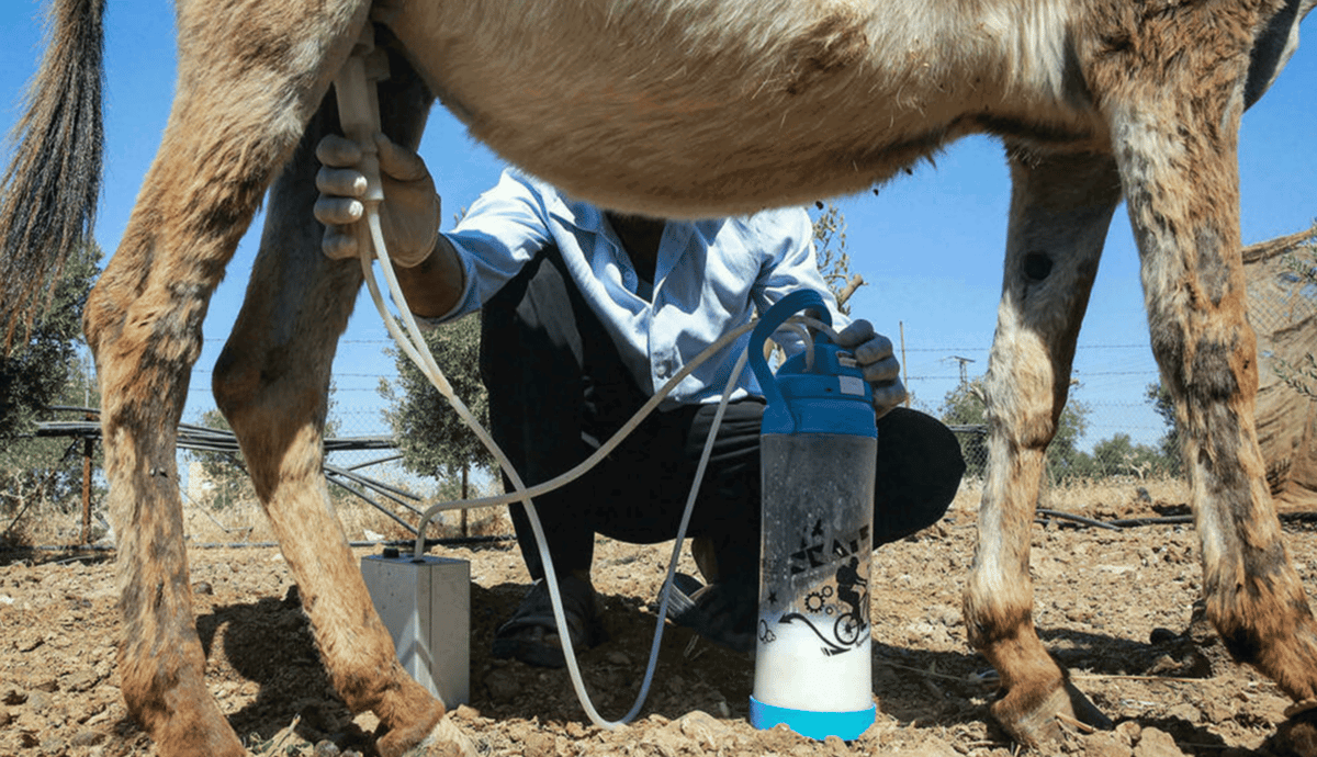 فيديو يوثق بيع حليب الحمير يُثير ضجة في العراق