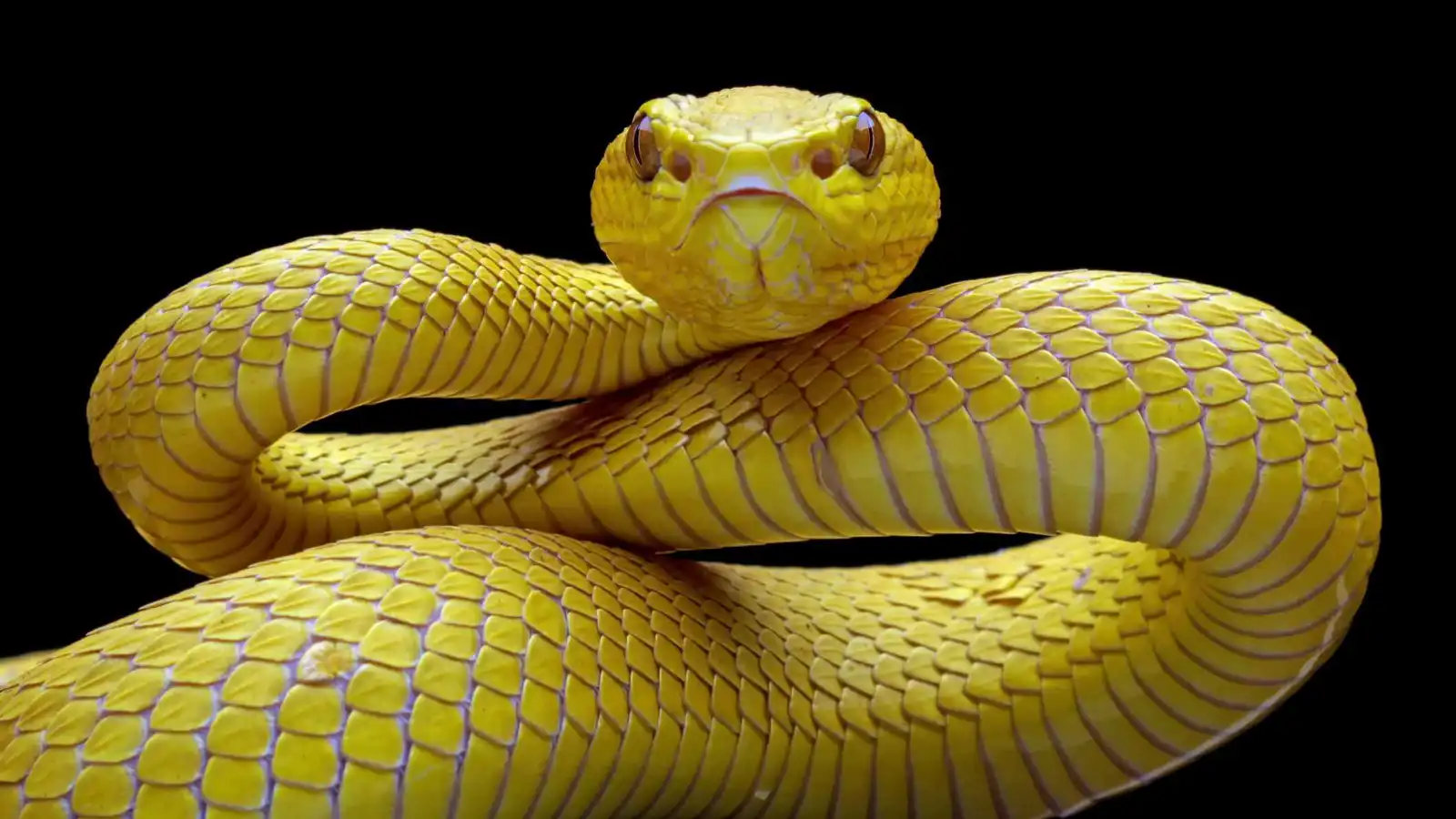 "ما وراء الخوف".. ماذا يحدث لكوكب الأرض إذا اختفت الثعابين؟