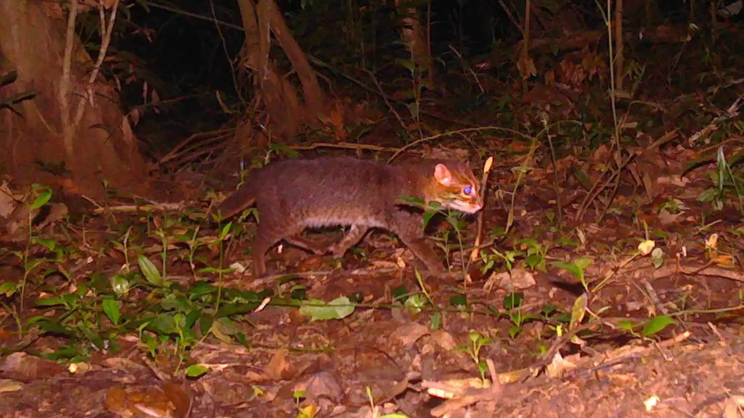 تايلاند تحتفل بعودة القط النادر المهدد بالانقراض (صور)