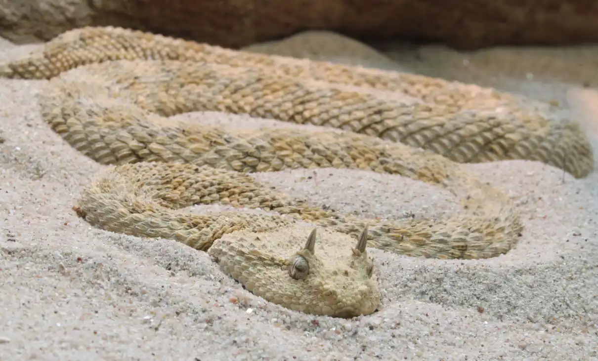 الأفعى المقرنة الصحراوية