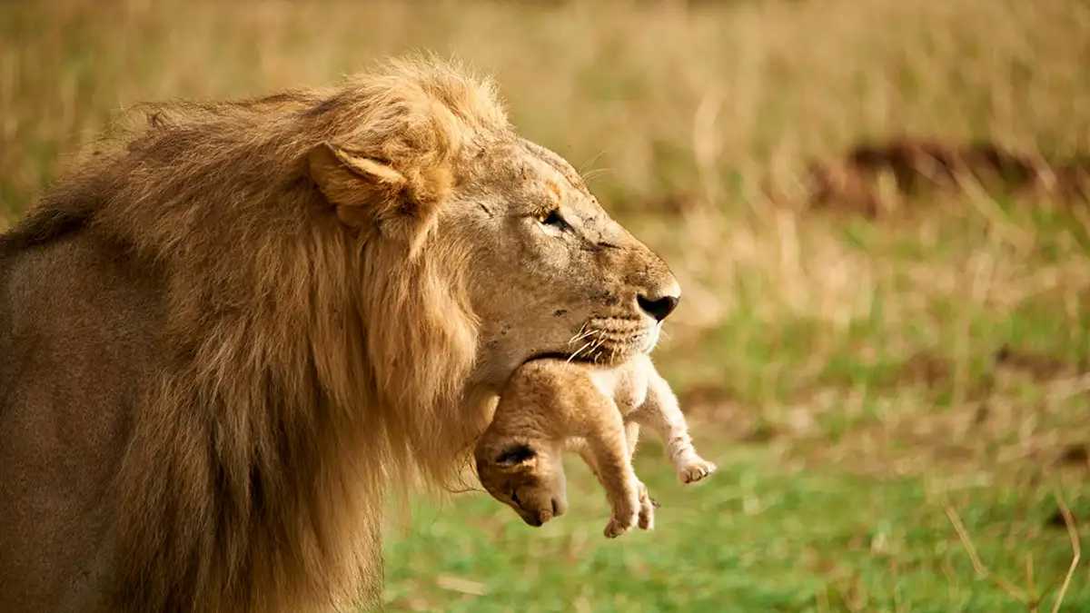 لماذا تلتهم بعض الحيوانات صغارها؟.. إليك تفسير العلماء