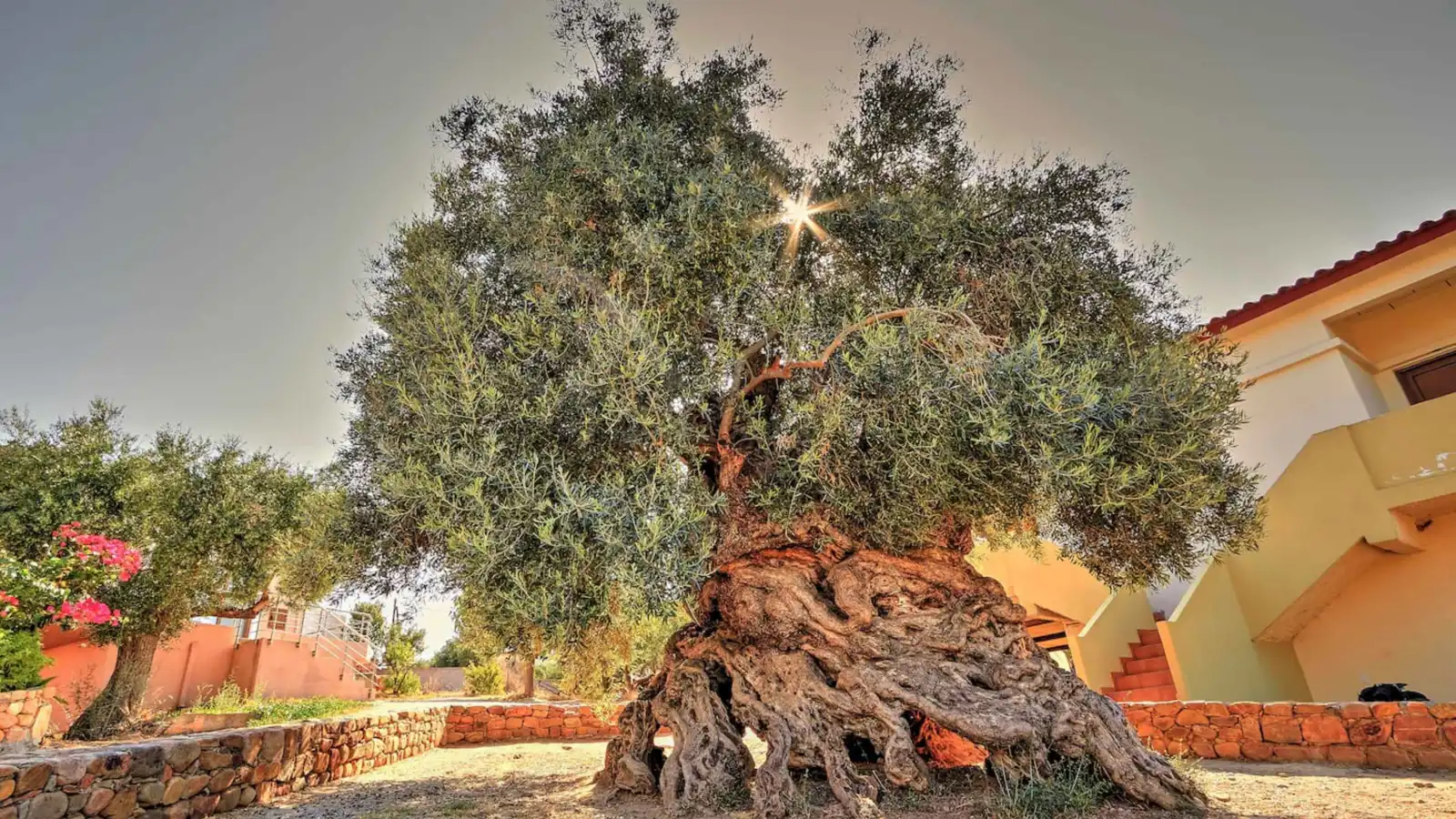 بعد 3 آلاف عام.. أقدم شجرة زيتون في العالم لا تزال مثمرة (فيديو)