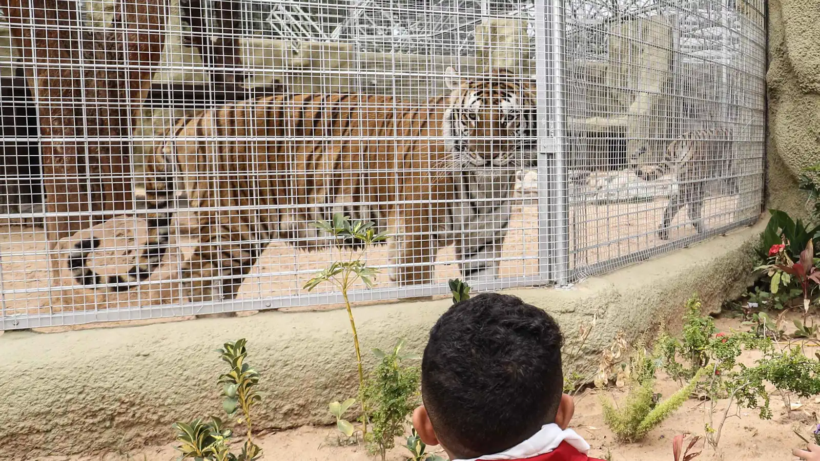 مشهد صادم.. نمر يهاجم طفلاً في متنزه الزوراء ببغداد