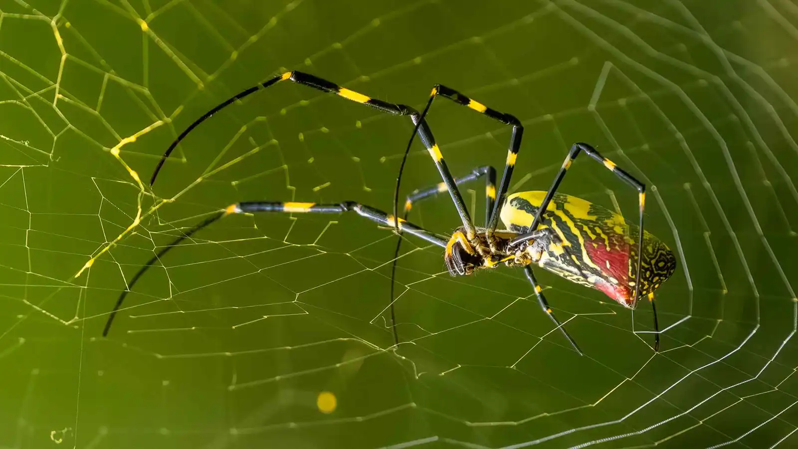 عنكبوت "جورو"