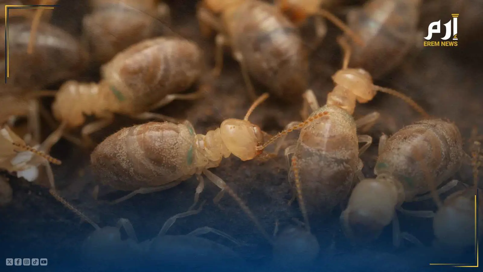 يفجر نفسه بوجه الأعداء .. ماذا تعرف عن "النمل الانتحاري"؟