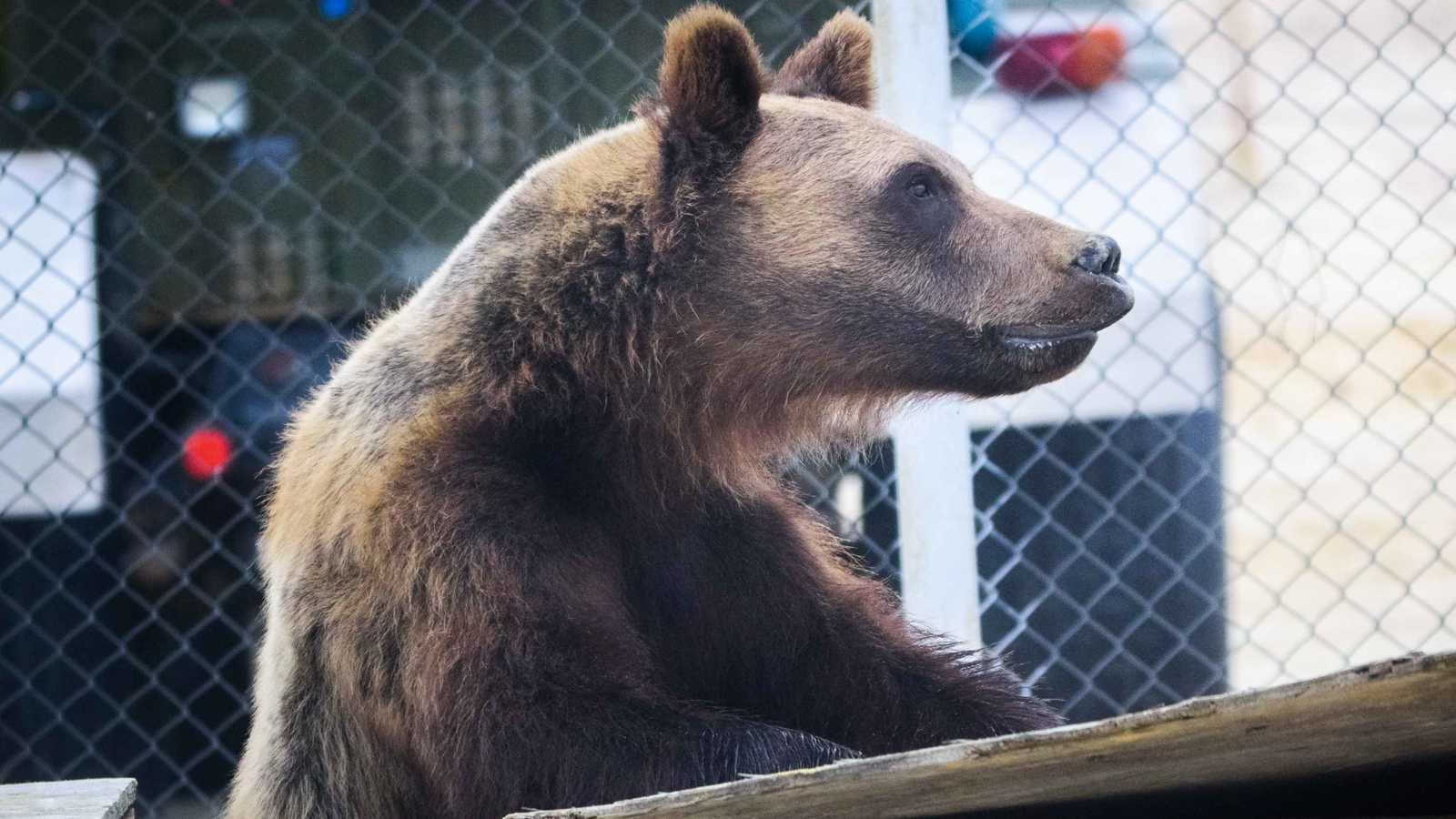 اليابان تستنجد بالجيش لمواجهة "غزو الدببة"