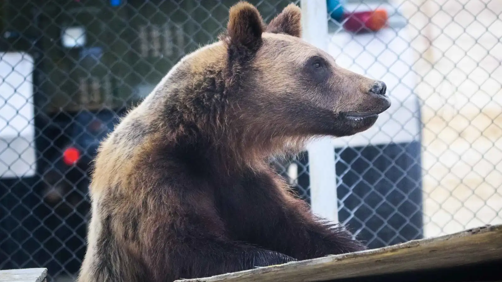 اليابان تستنجد بالجيش لمواجهة "غزو الدببة"