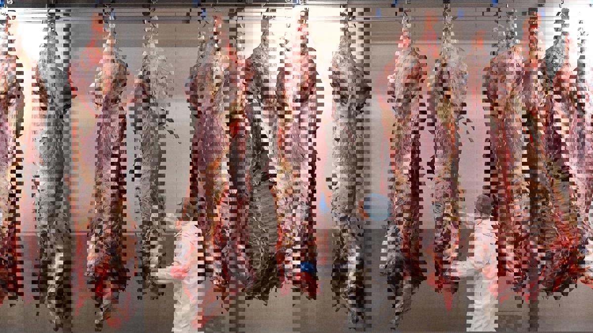 بلجيكا تبدأ حظر "الذبح الحلال" في عدة مناطق