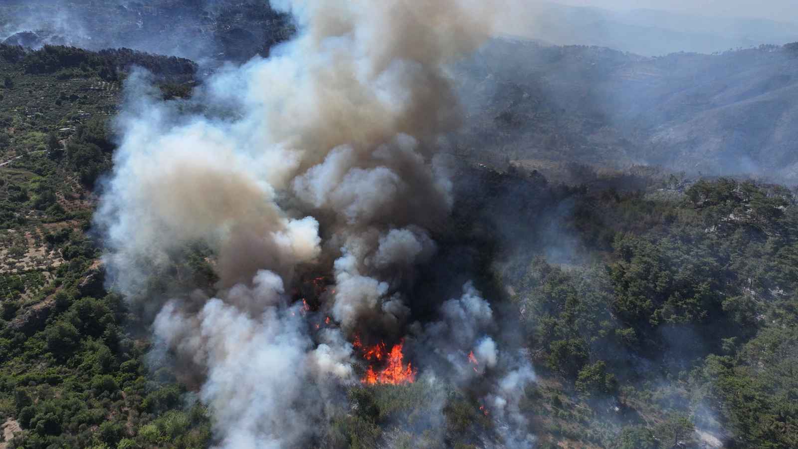وسط حرائق اللاذقية.. سلحفاة محروقة تثير تعاطفًا واسعًا (صورة)