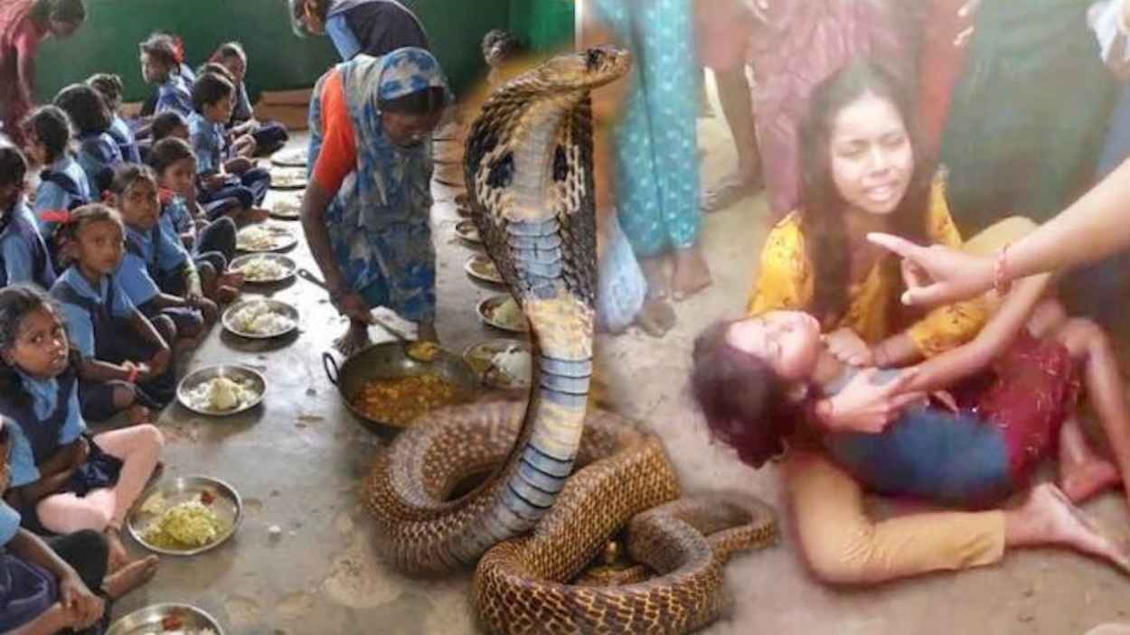وجبة غداء بـ"ثعبان ميت".. إصابة 100 تلميذ بتسمم في الهند