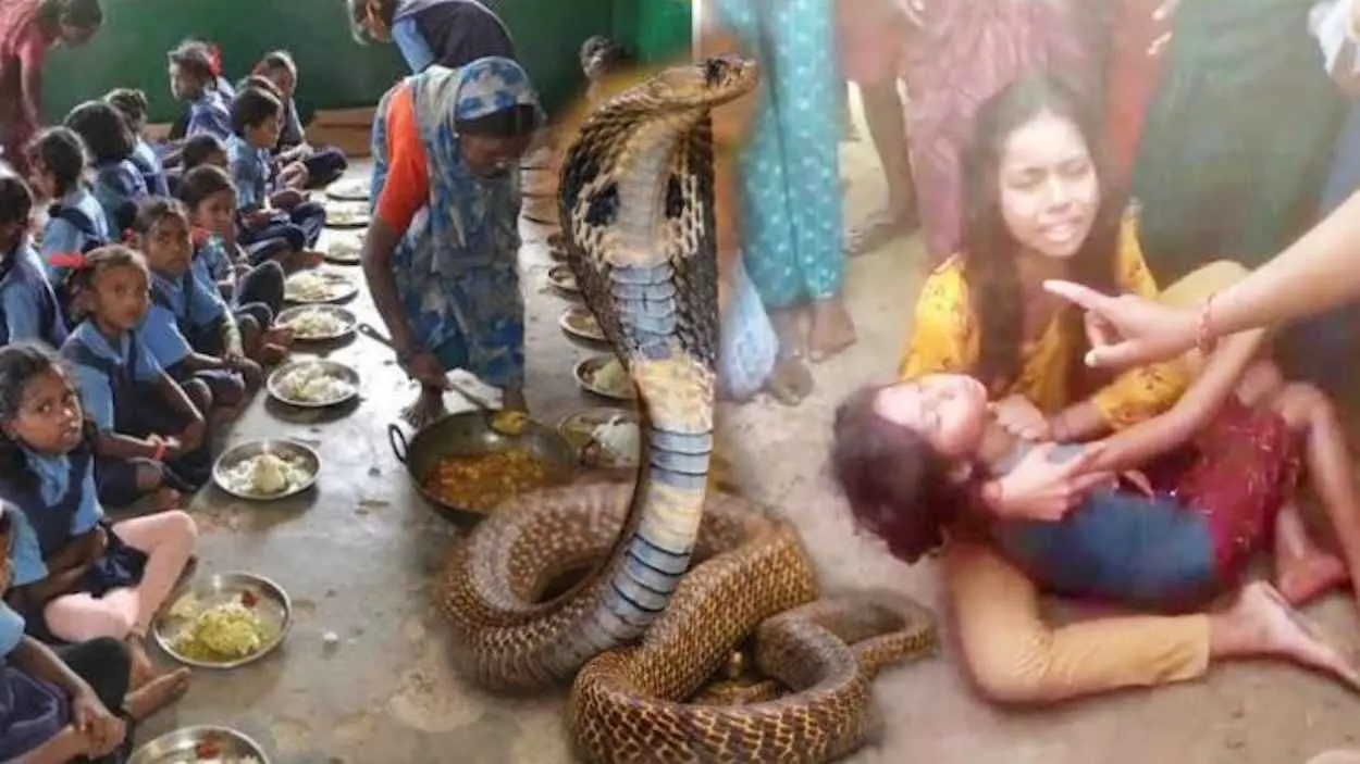 وجبة غداء بـ"ثعبان ميت".. إصابة 100 تلميذ بتسمم في الهند
