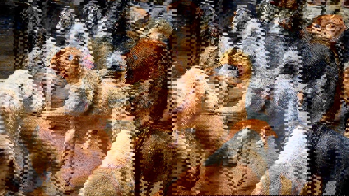 دراسة توضح كيفية تعرف الكلاب على لعبتهم المفضلة‎‎