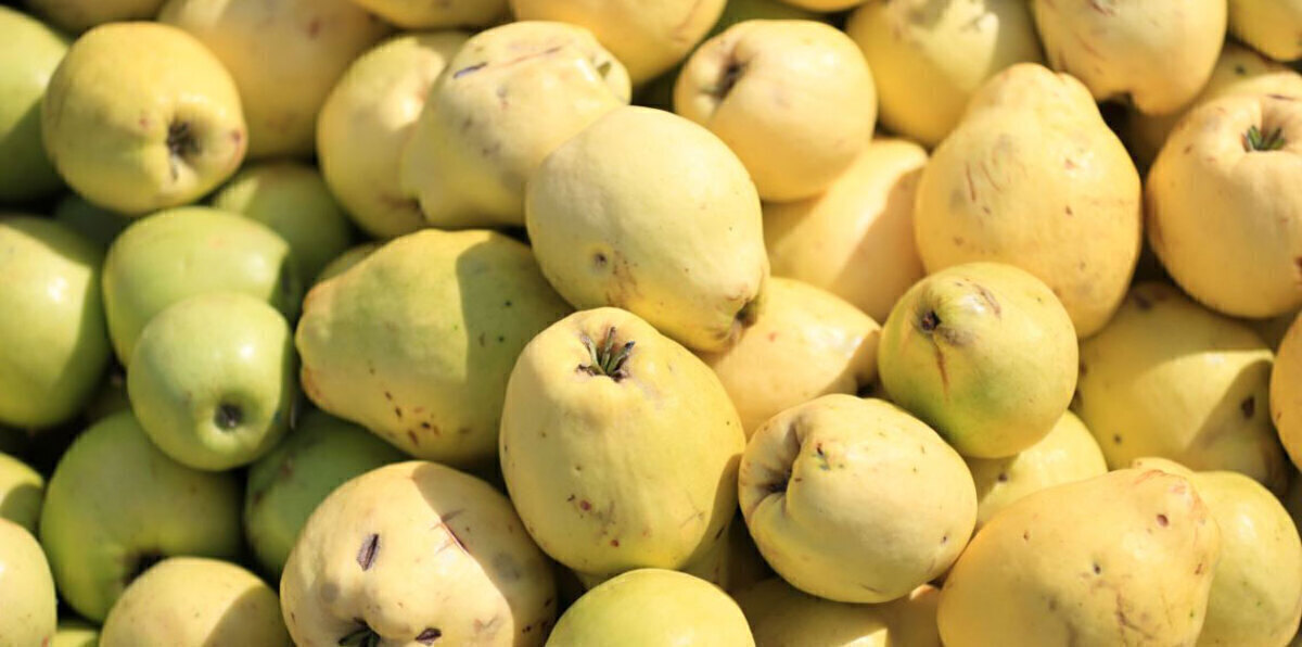 "الزراعة" المصرية تكشف حقيقة حظر السعودية استيراد الجوافة