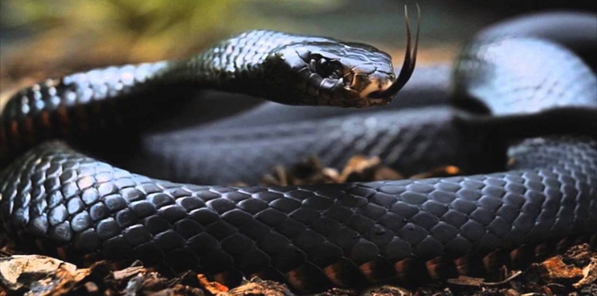 لدغات دون علاج.. معاناة سكان ساحل كينيا مع ثعبان "مامبا" السام (صور)‎‎