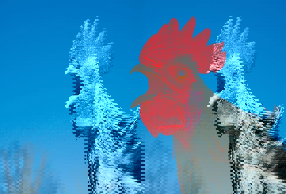 80 ساعة عمل من أجل شراء دجاجة في سوريا