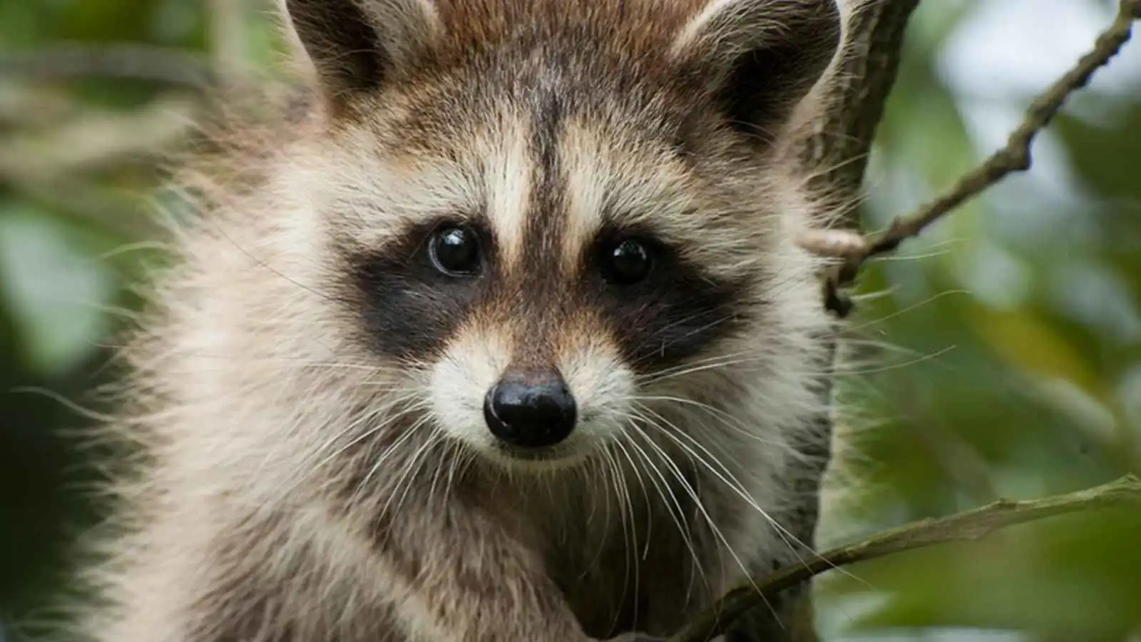 الراكون المتوهج