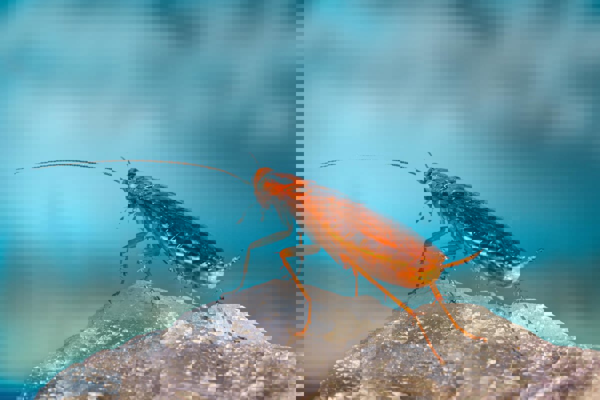 انتشرت منذ ألفي عام.. دراسة تكشف الموطن الأصلي لـ"الصراصير"